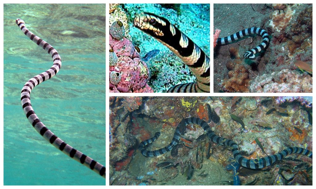“01-Belcher’s-Sea-Snake-1024x614”