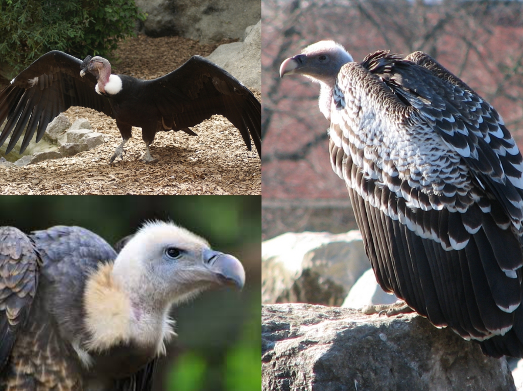 “01-Ruppell’s-Griffon-Vulture”