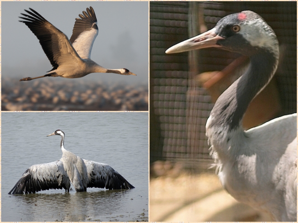 “02-Common-Crane”