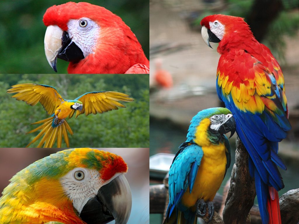 “02-Scarlet-Macaw-1024x767”