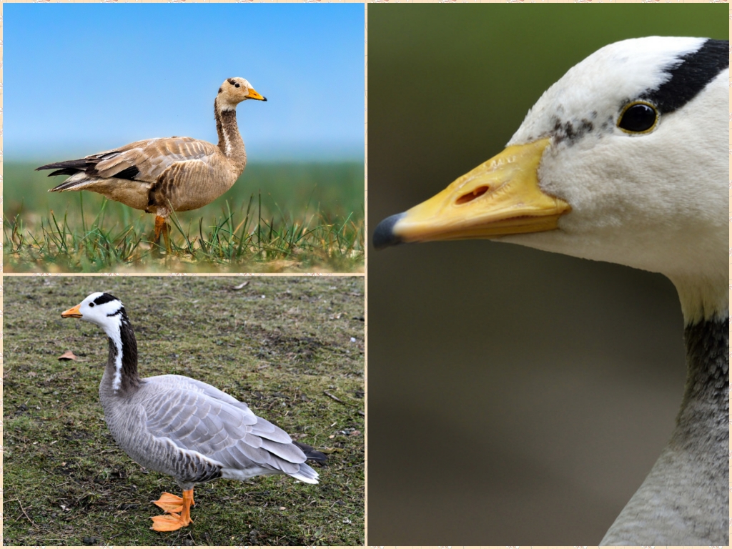 “03-Bar-headed-Goose”