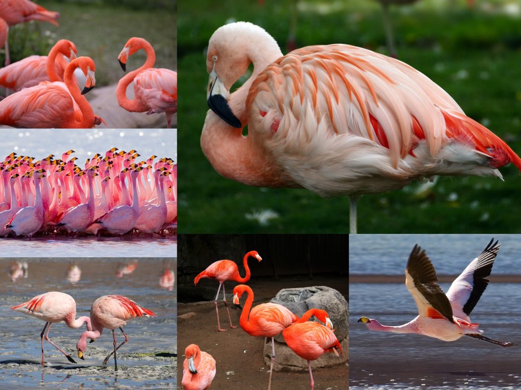 “03-Flamingo-1024x767”