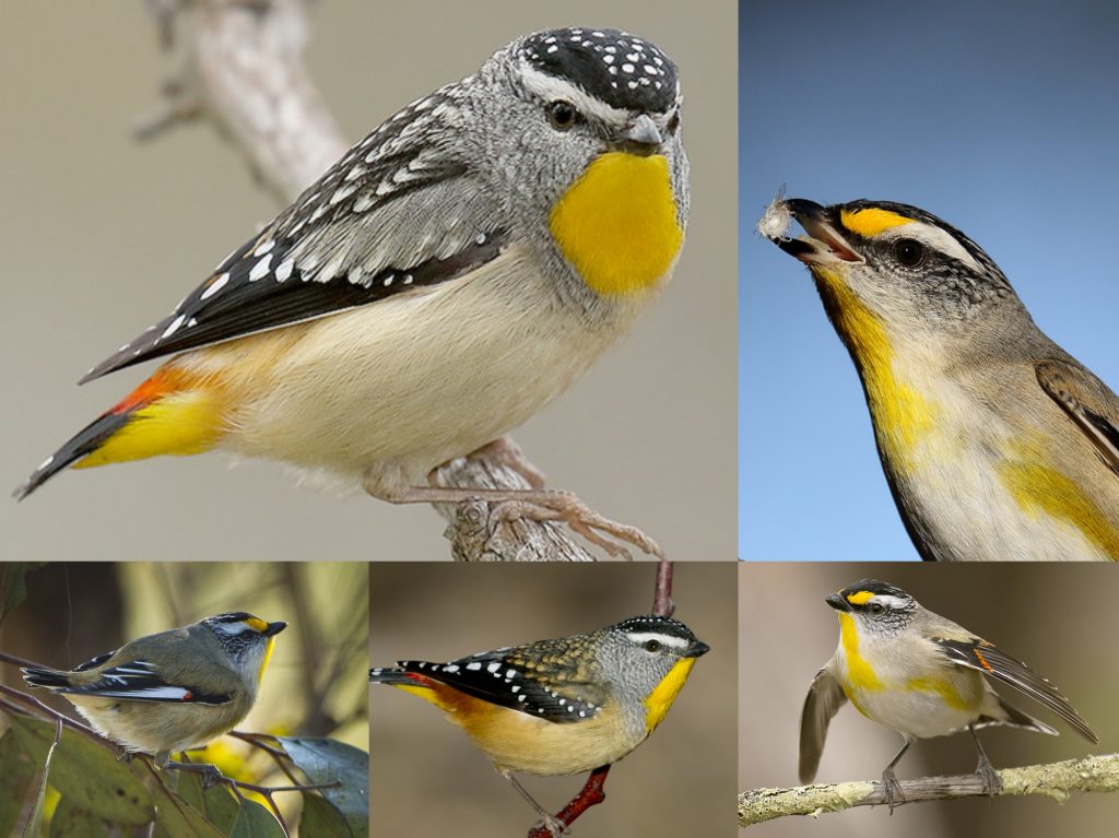 “03-Pardalote-1024x767”