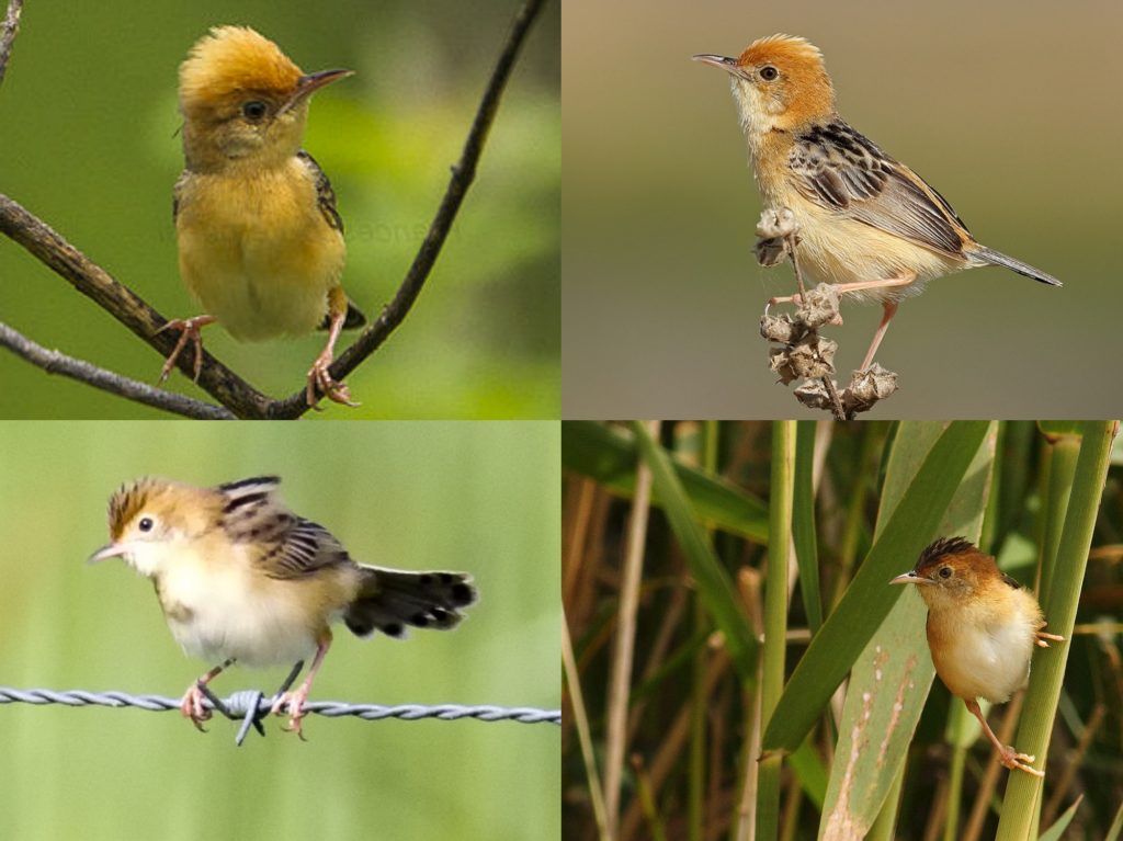 “04-Gold-Headed-Cisticola-1024x767”