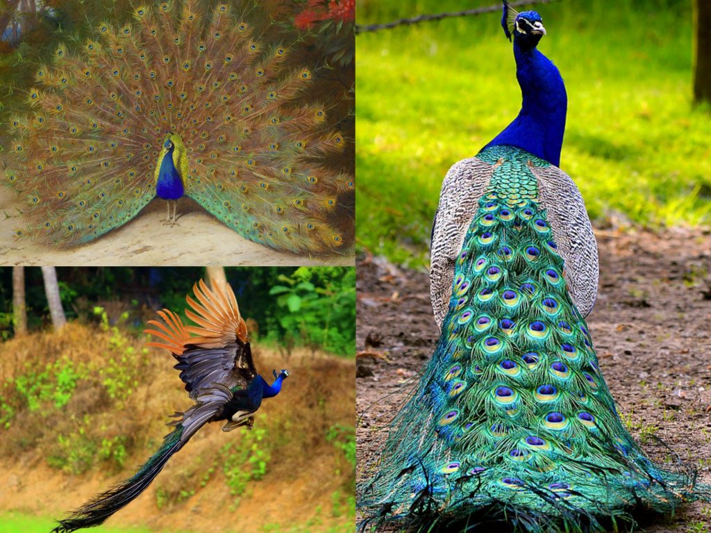 “04-Peacock-1024x767”