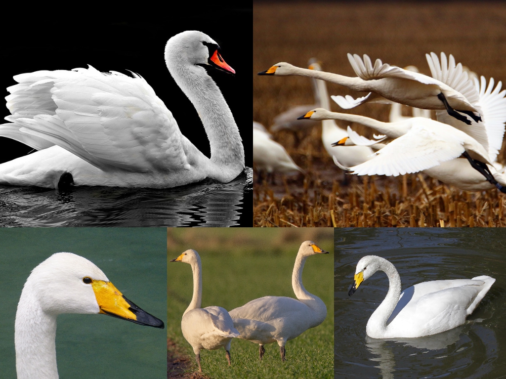 “04-Whooper-Swan”