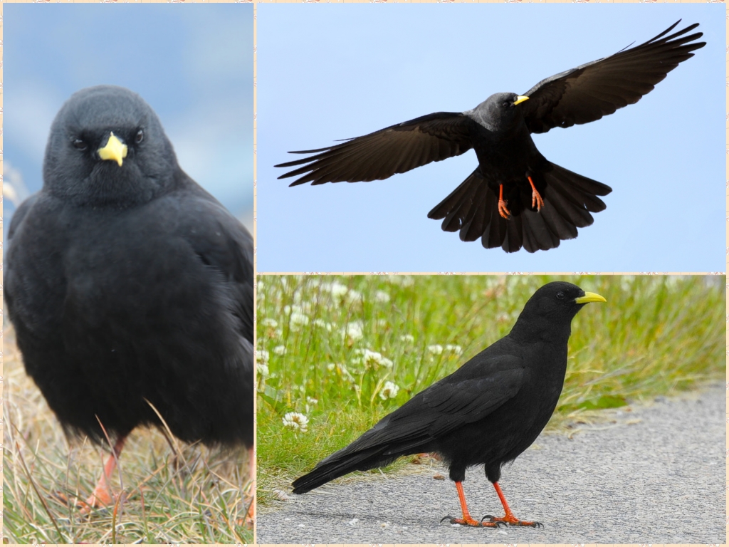 “05-Alpine-Chough”