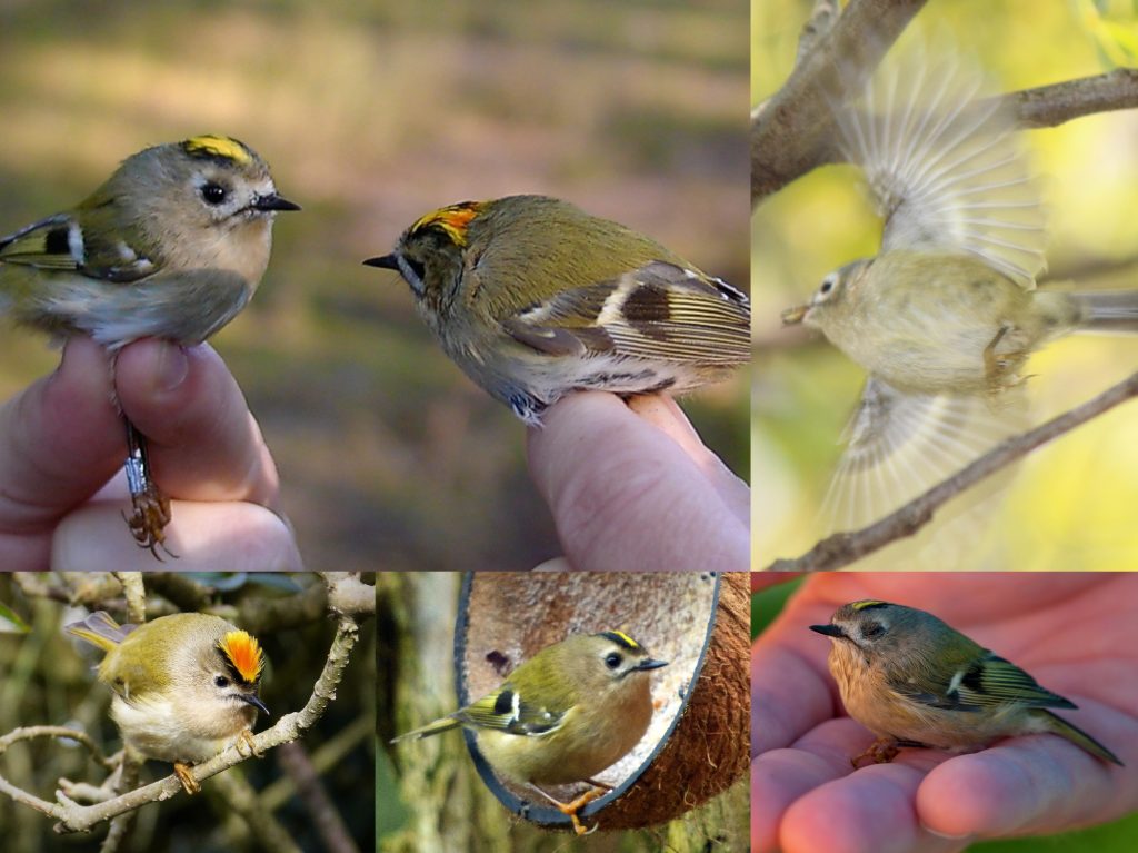 “05-Goldcrest-1024x767”