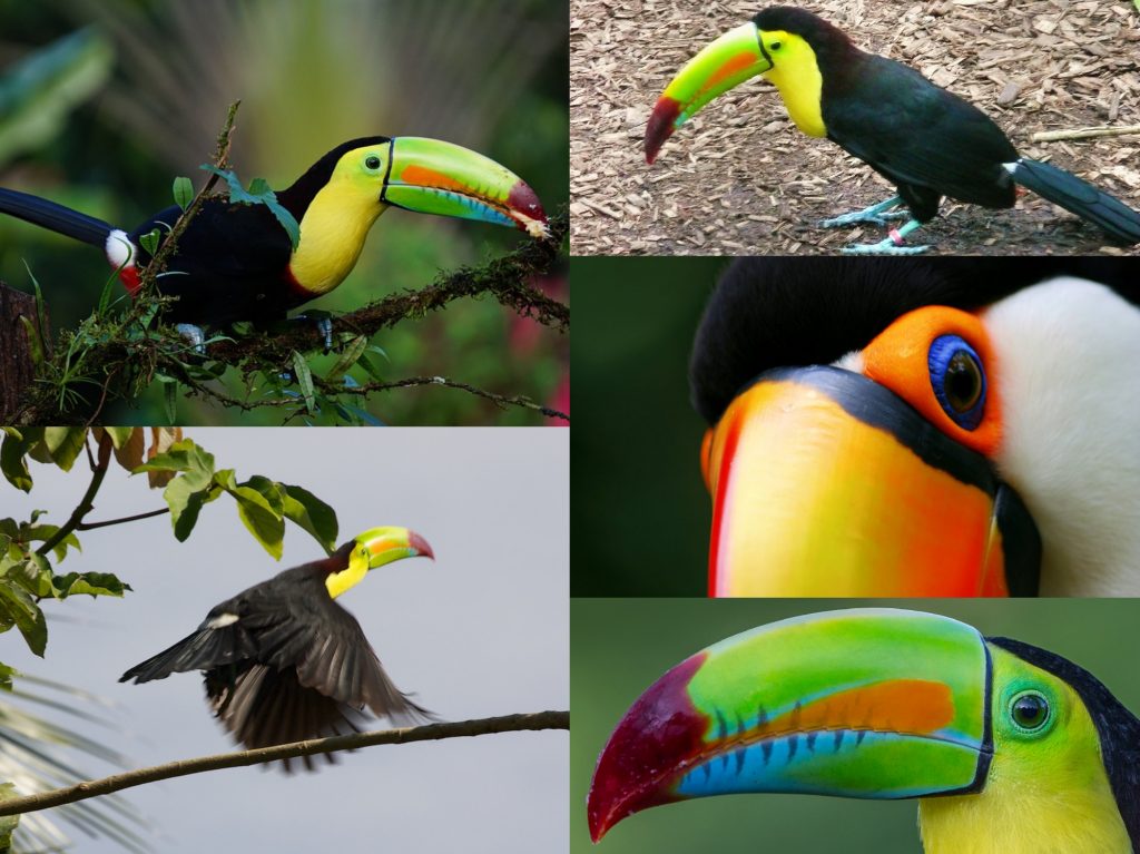“05-Keel-billed-Toucan-1024x767”