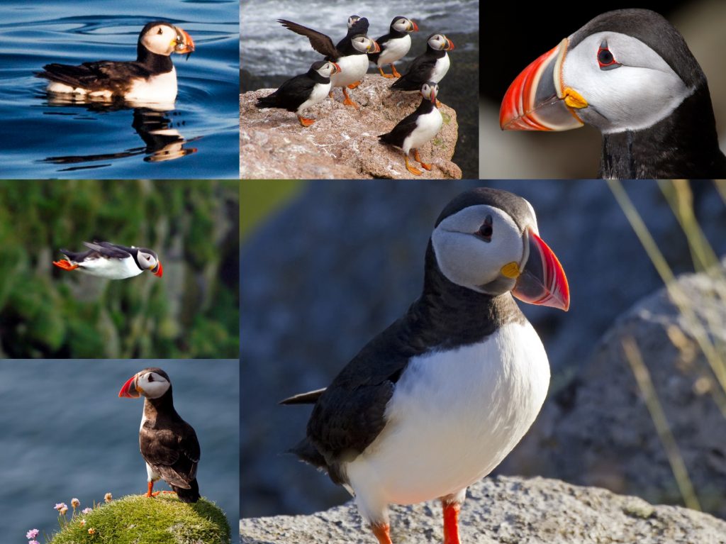 “06-Atlantic-Puffin-1024x767”