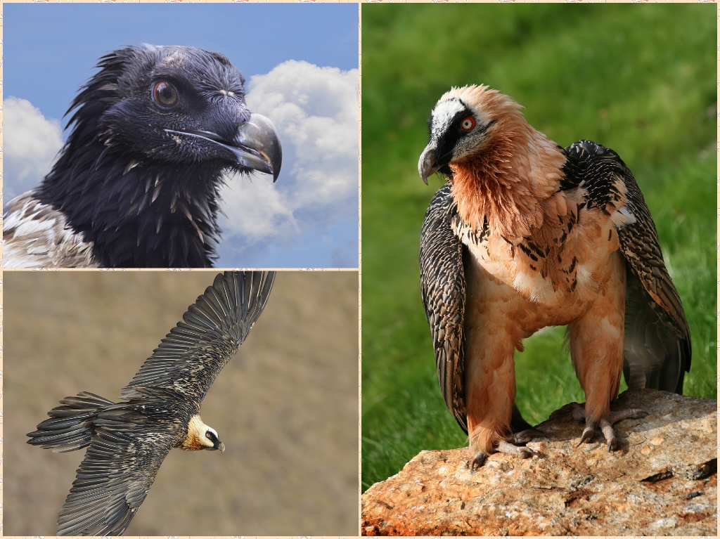 “06-Bearded-Vulture”
