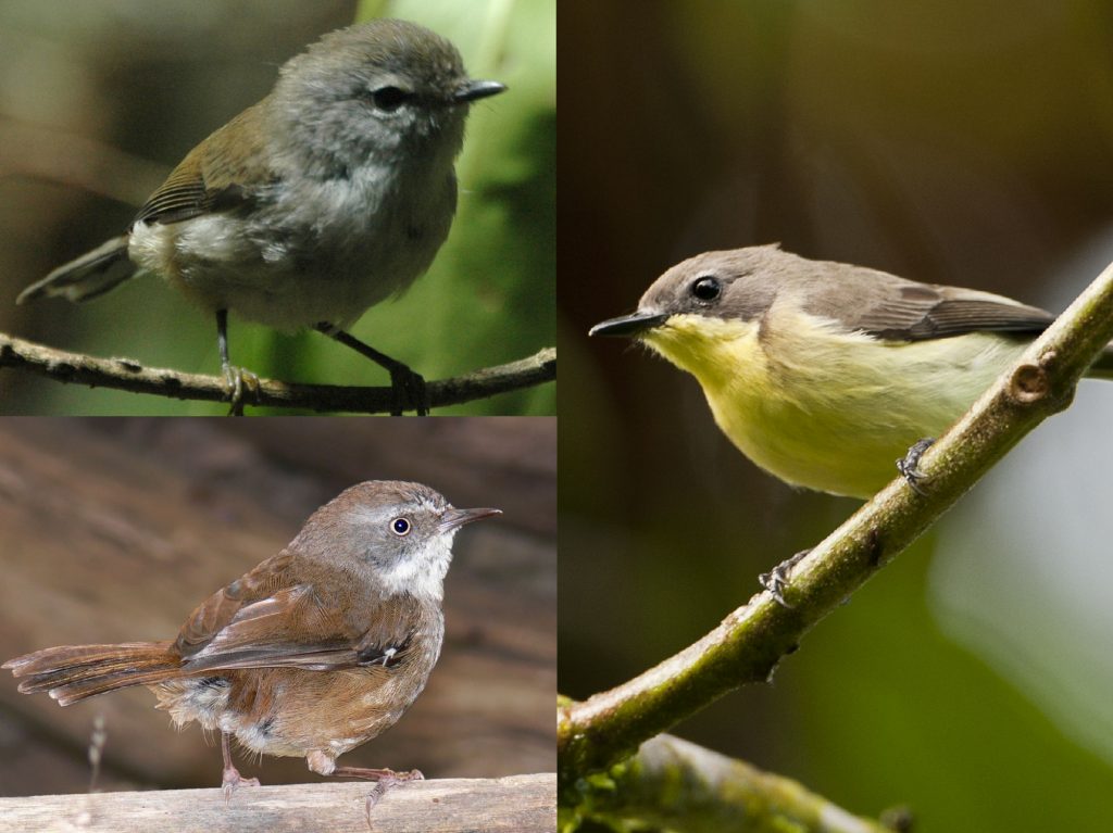 “06-Brown-Gerygone-1024x767”