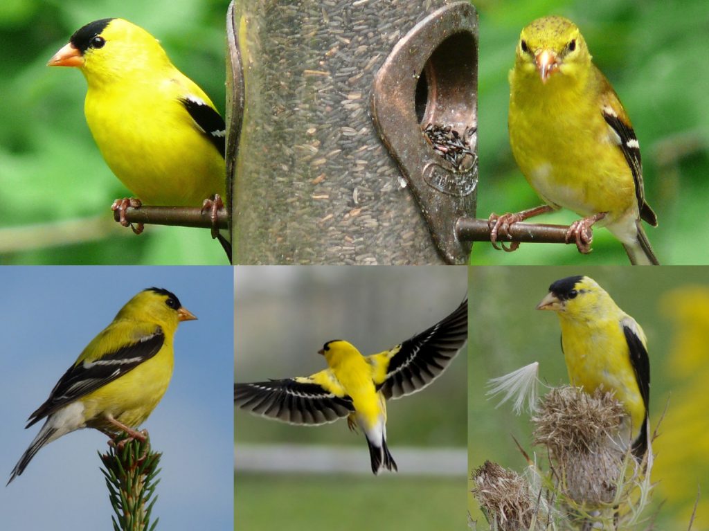 “07-American-Goldfinch-1024x767”