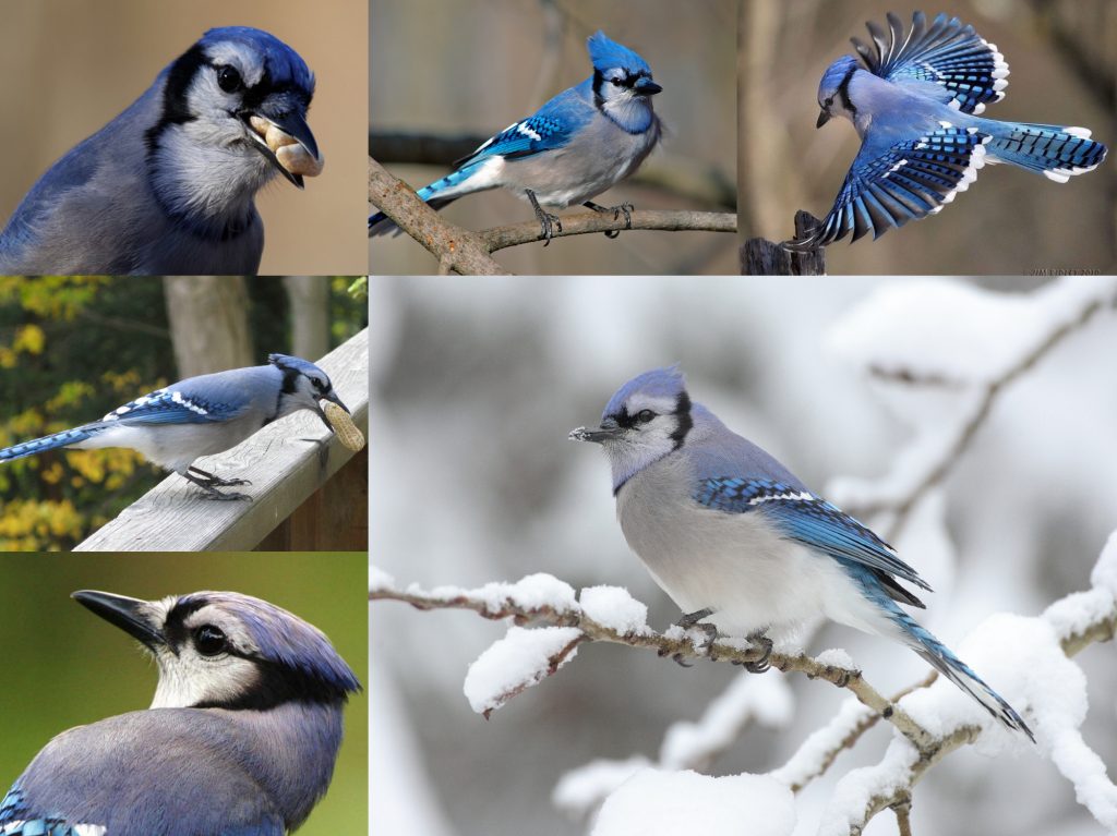 “07-Blue-Jay-1024x767”