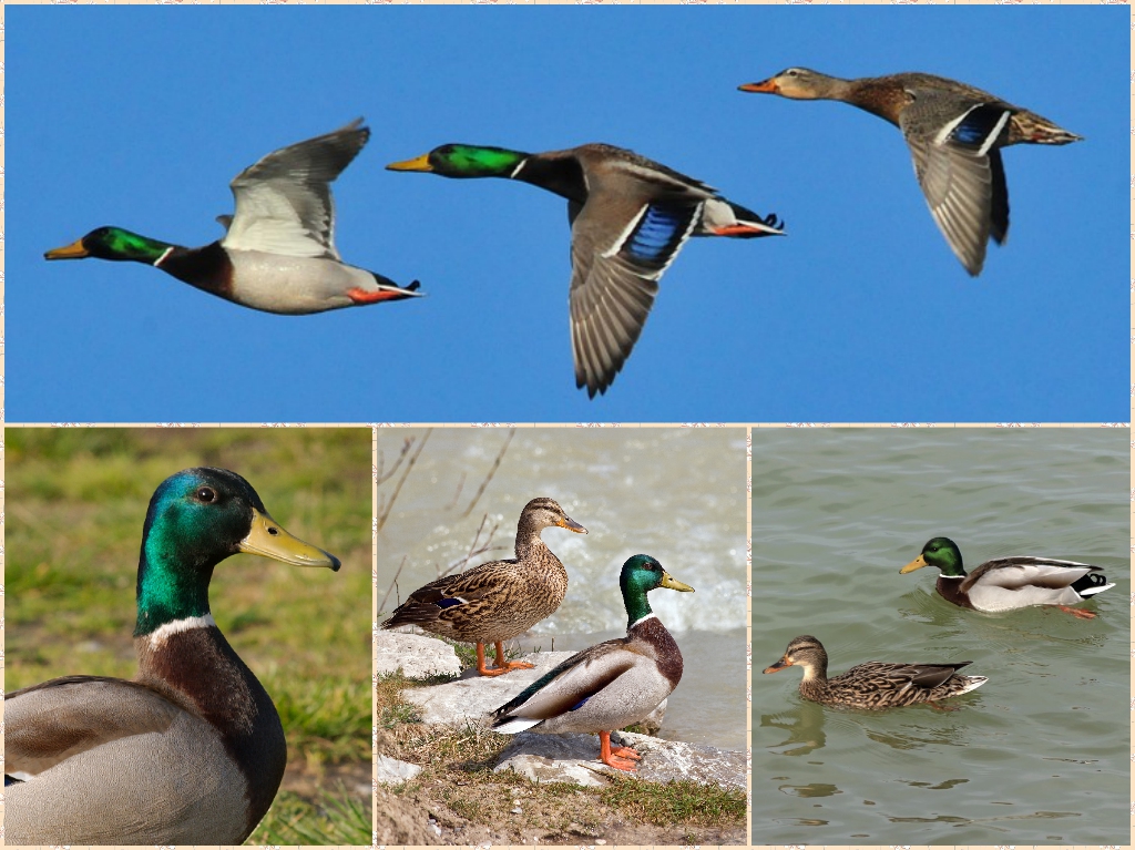 “07-Mallard”