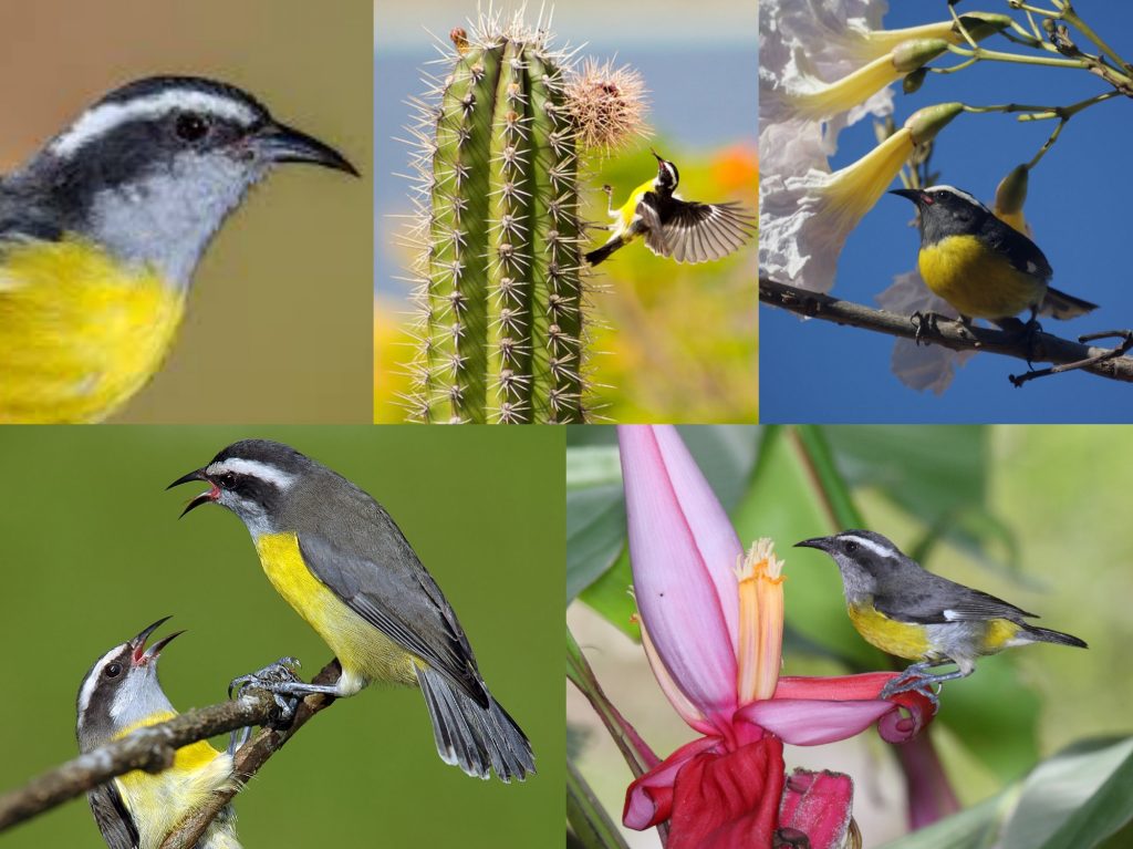 “08-Bananaquit-1024x767”