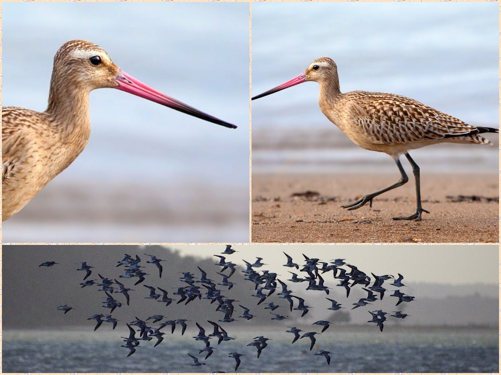 “08-Bar-tailed-Godwit”