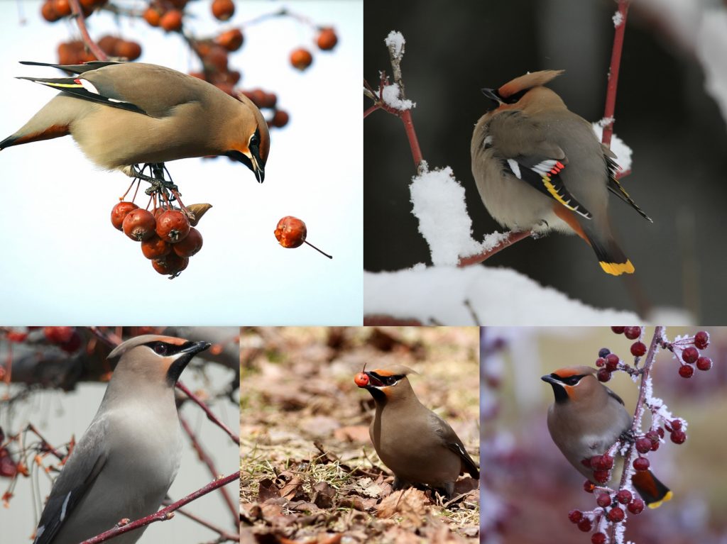 “08-Bohemian-Waxwing-1024x767”