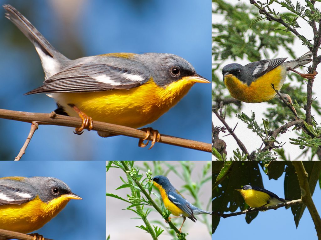 “09-Tropical-Parula-1024x767”