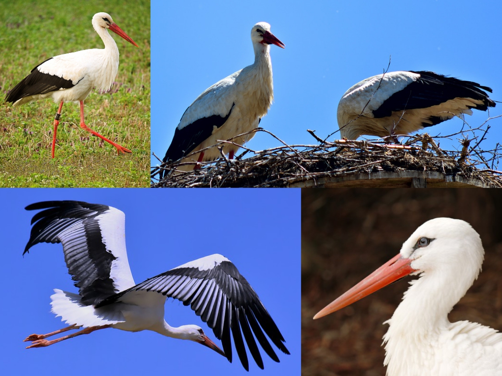 “09-White-Stork”