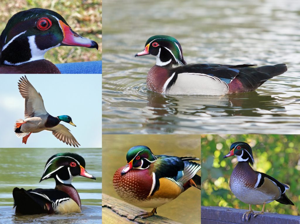 “09-Wood-Duck-1024x767”