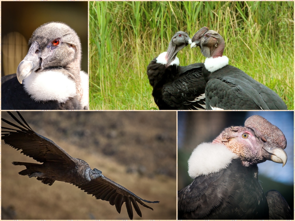 “10-Andean-Condor”