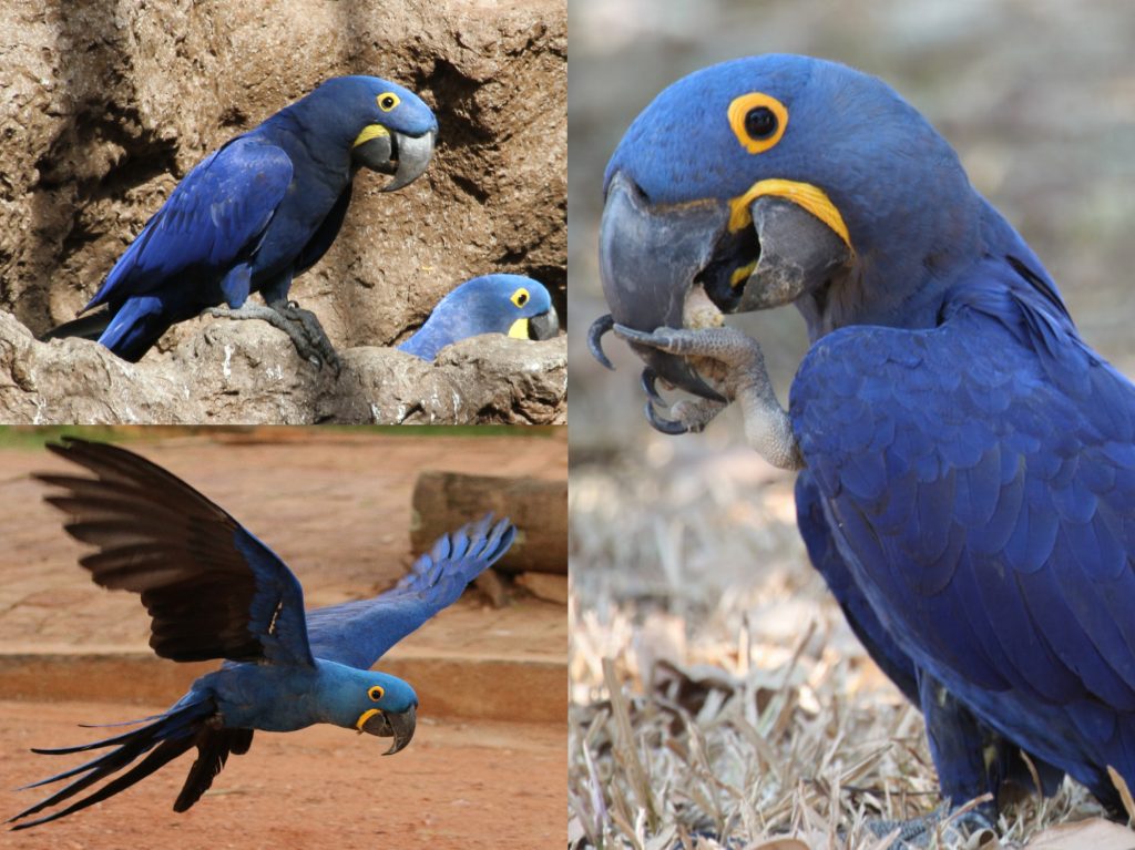 “10-Hyacinth-Macaw-1024x767”