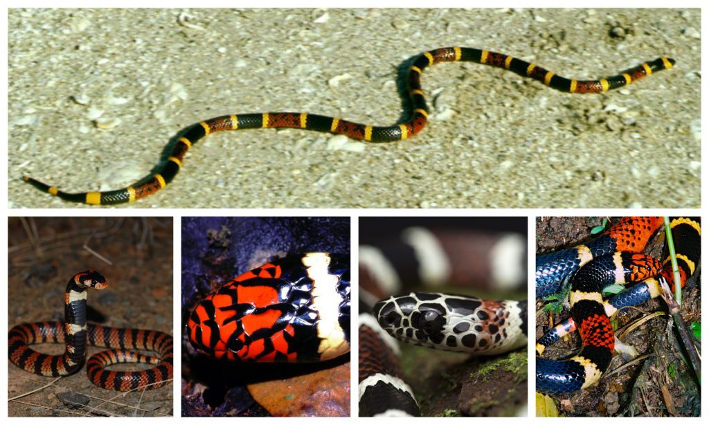 “13-Coral-Snake-1024x614”