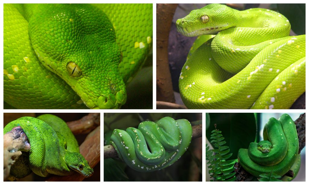 “14-Boomslang-1024x614”