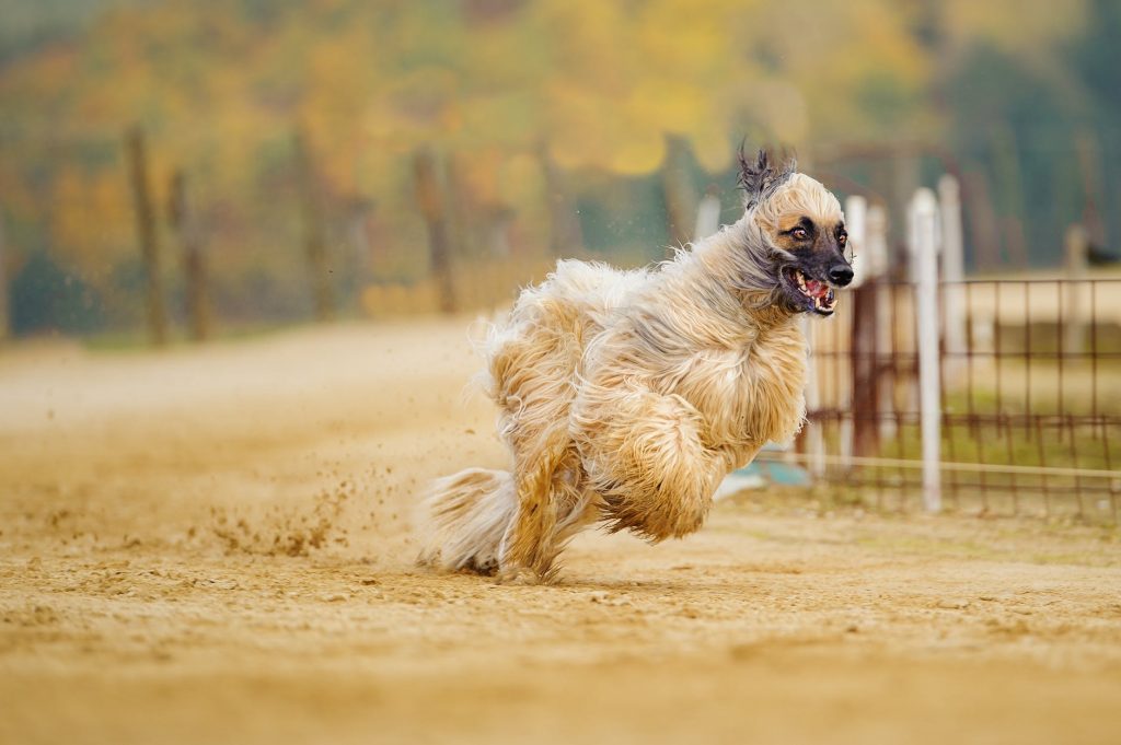“Afghan-Hound-1024x681”