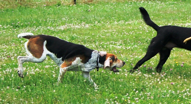 “American-Foxhound”