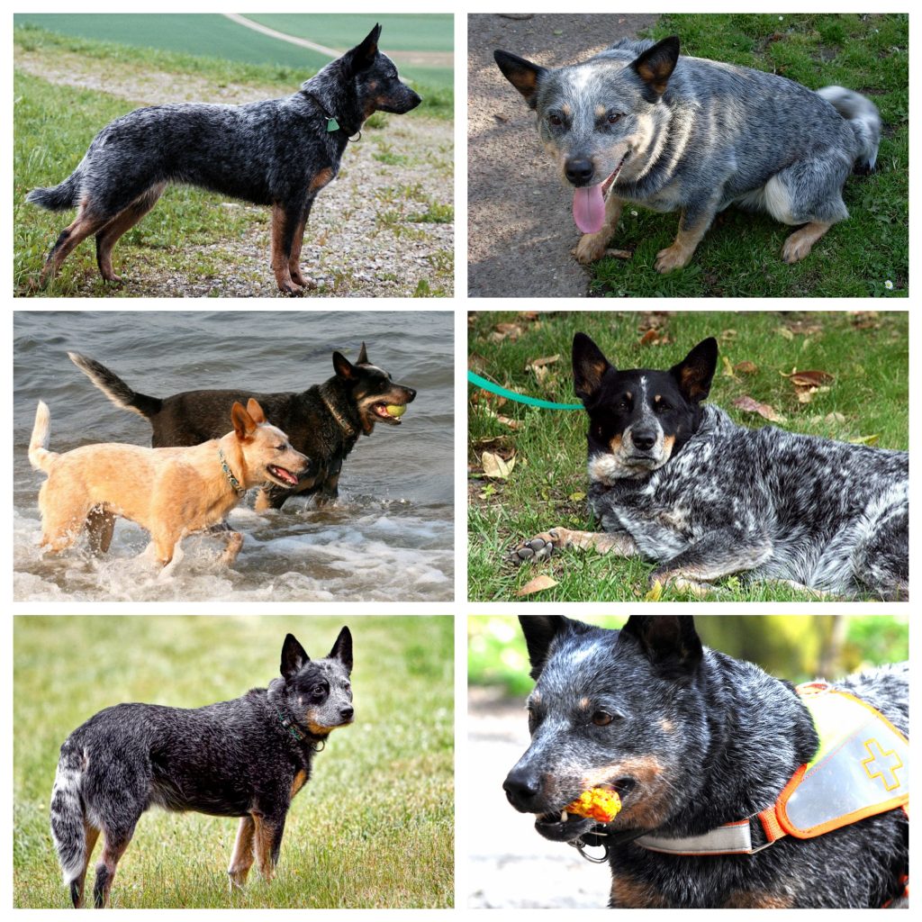 “Australian-Cattle-Dog-1024x1024”