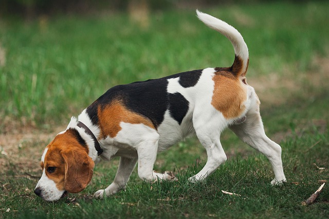 “Beagle”