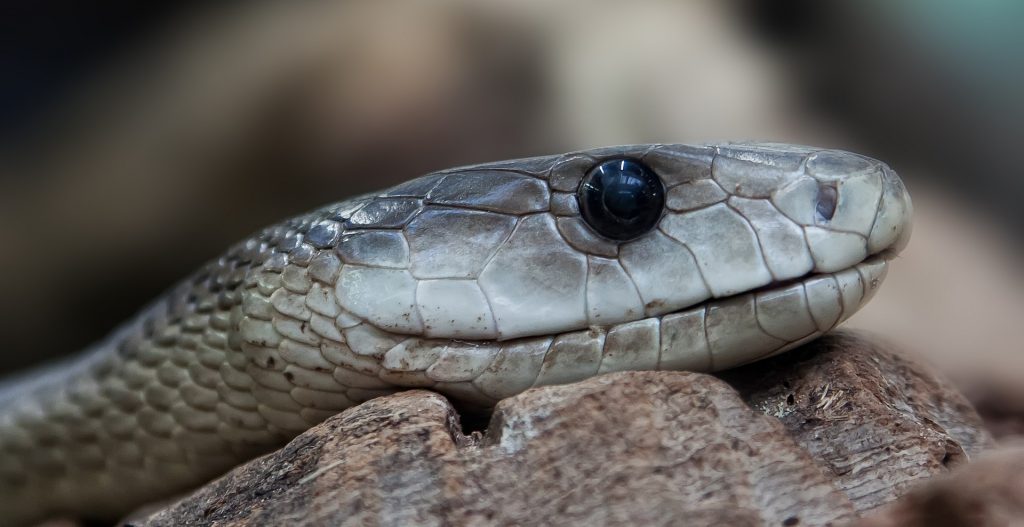 “Black-Mamba-1024x527”