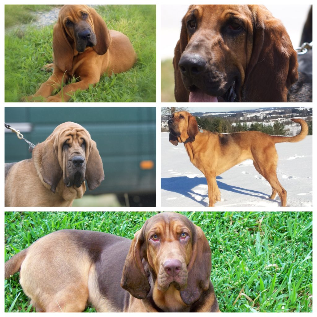 “Bloodhound-1024x1024”