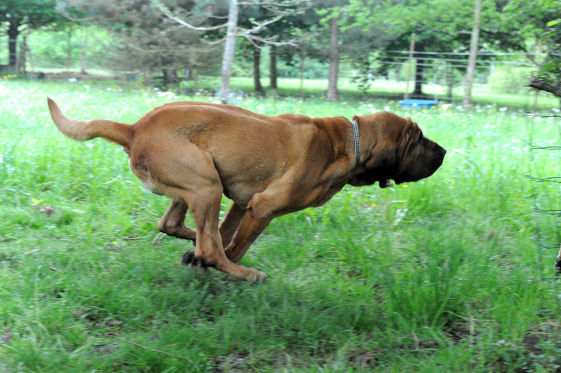 “Bloodhound”