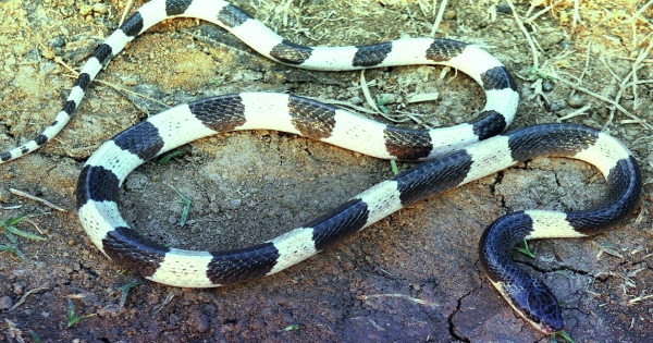 “Blue-Krait”
