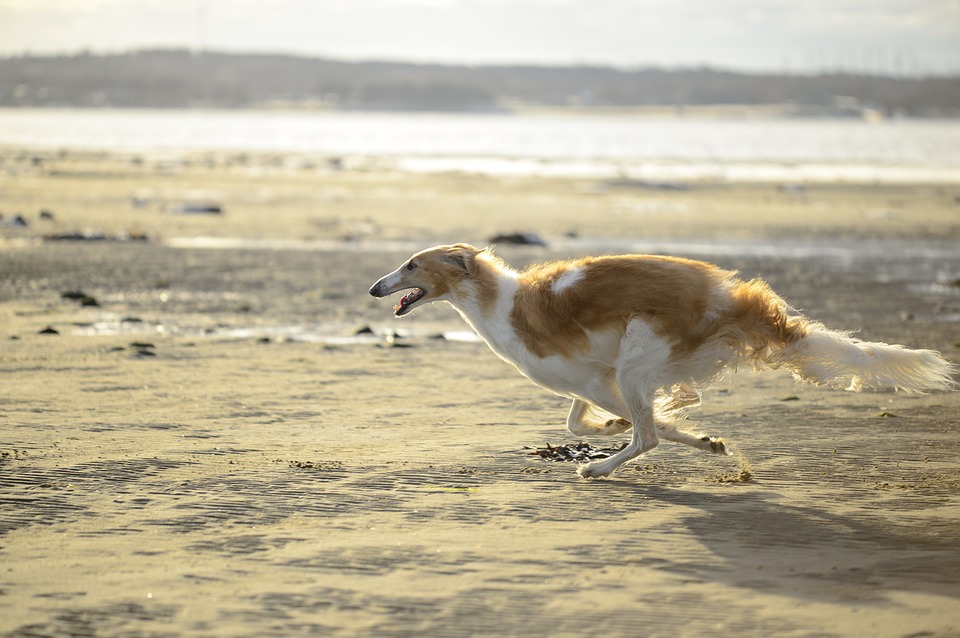 “Borzoi”