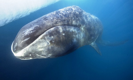 “Bowhead-Whale-1”