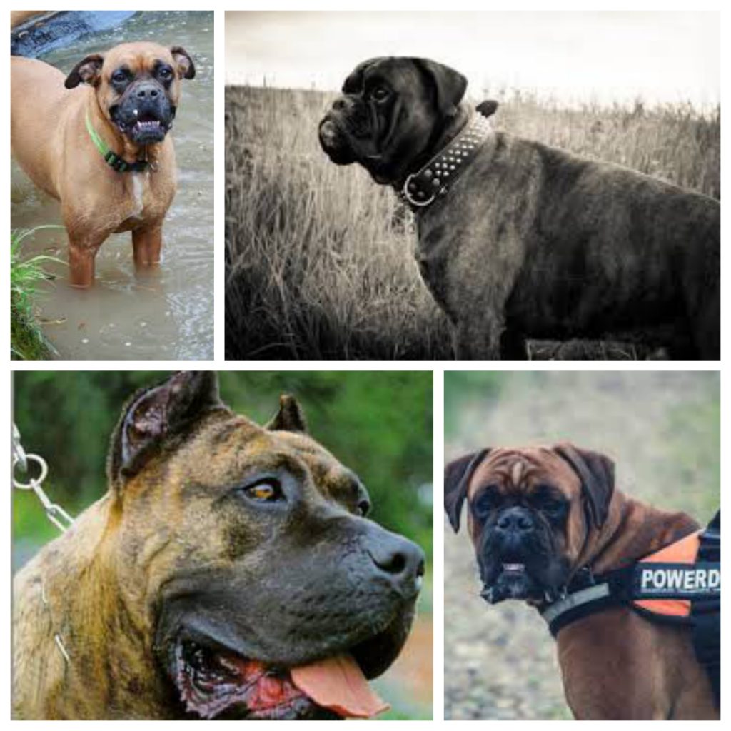 “Bullmastiff-1024x1024”