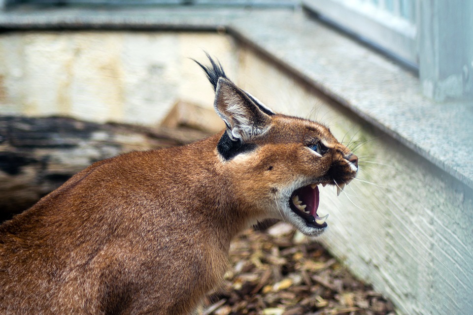 “Caracal”