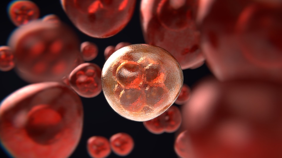 “Cell-Cancer”