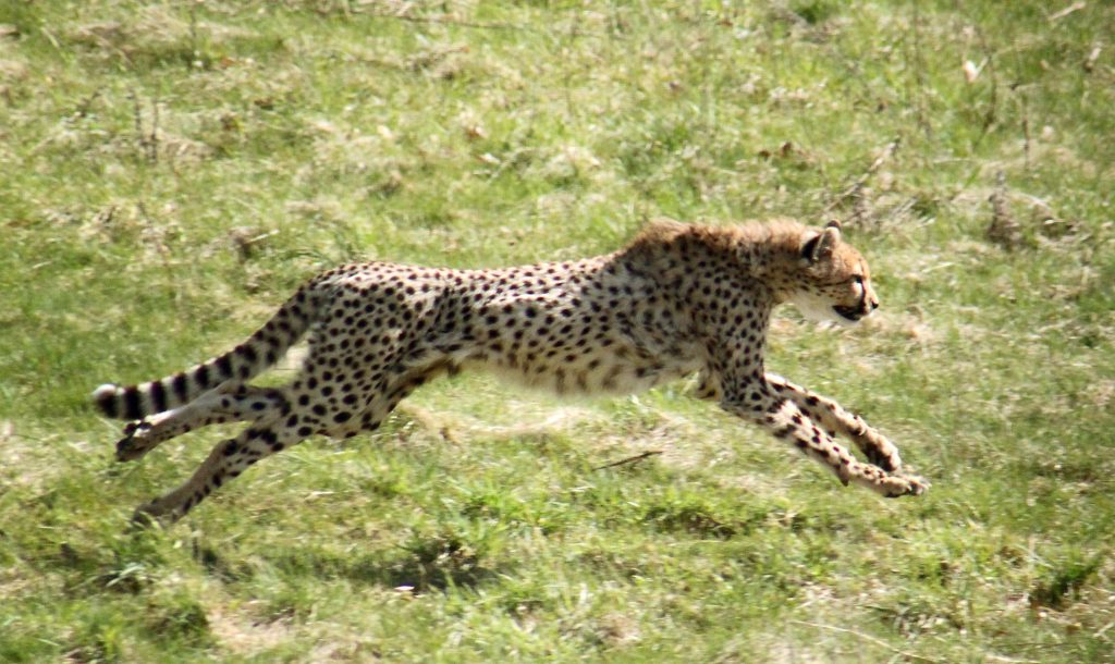 “Cheetah1-1024x610”