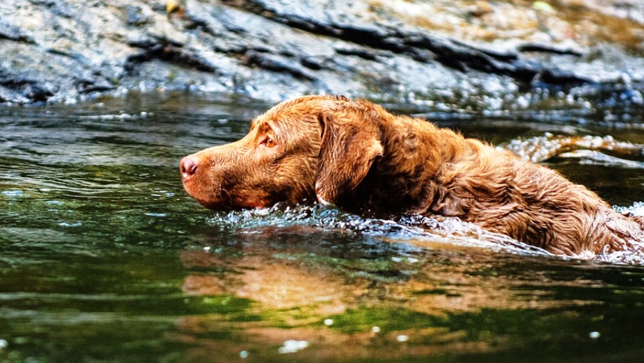 “Chesapeake-Bay-Retriever-1”