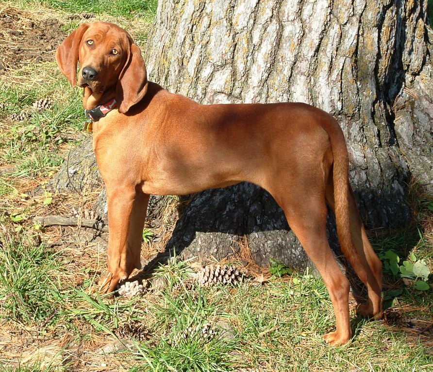 “Coonhound”