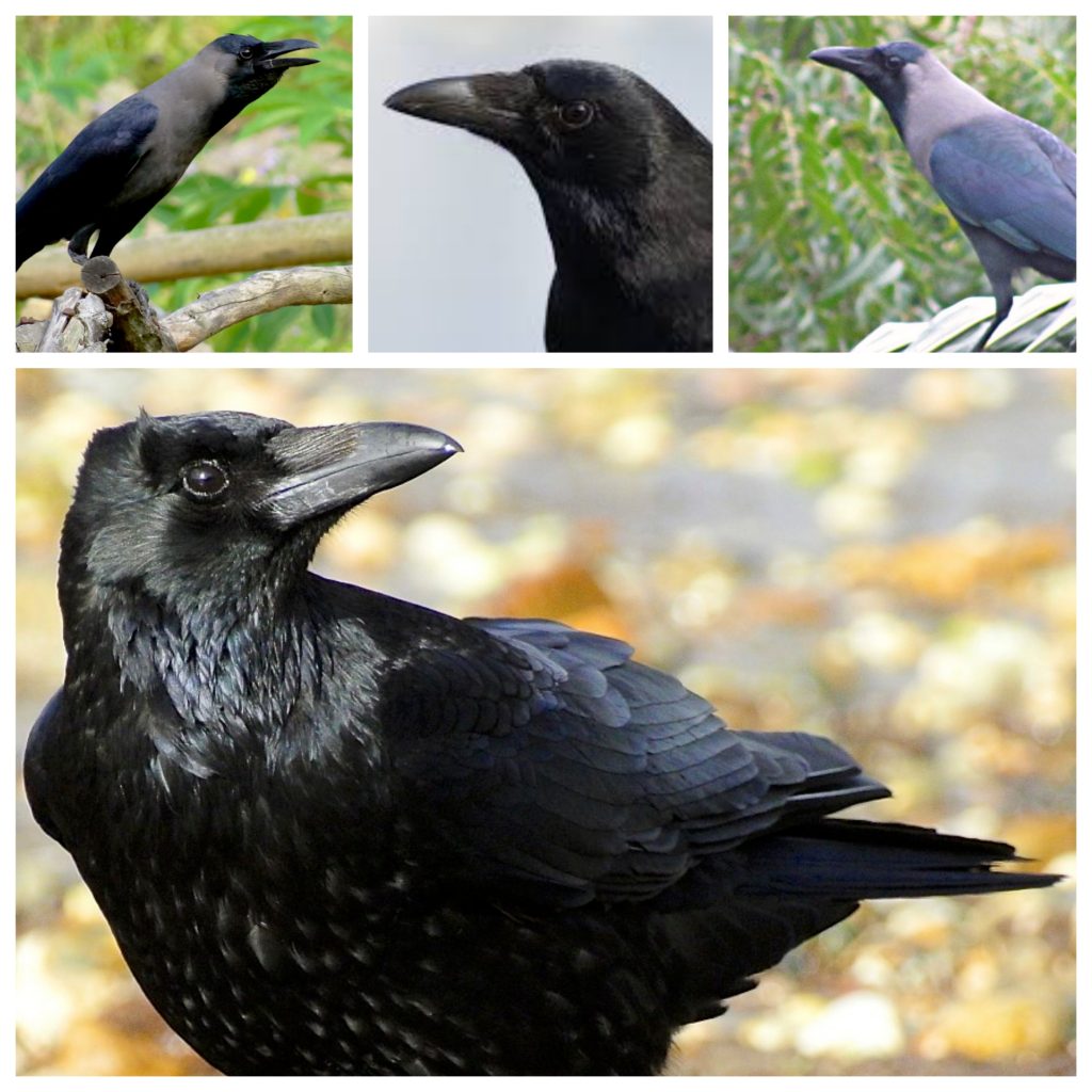 “Crow-1024x1024”