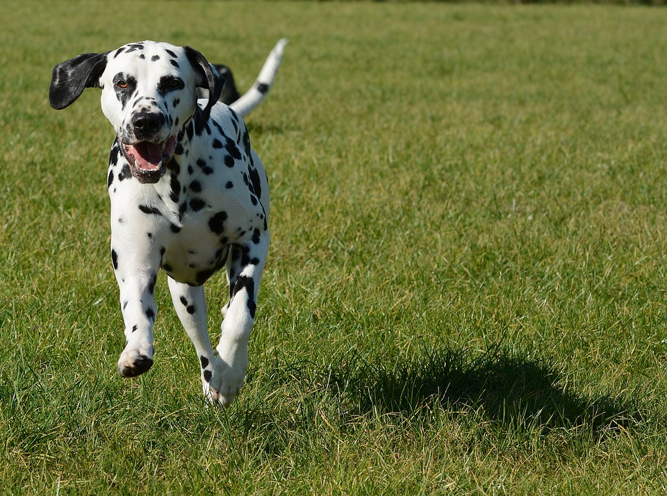 “Dalmatian”