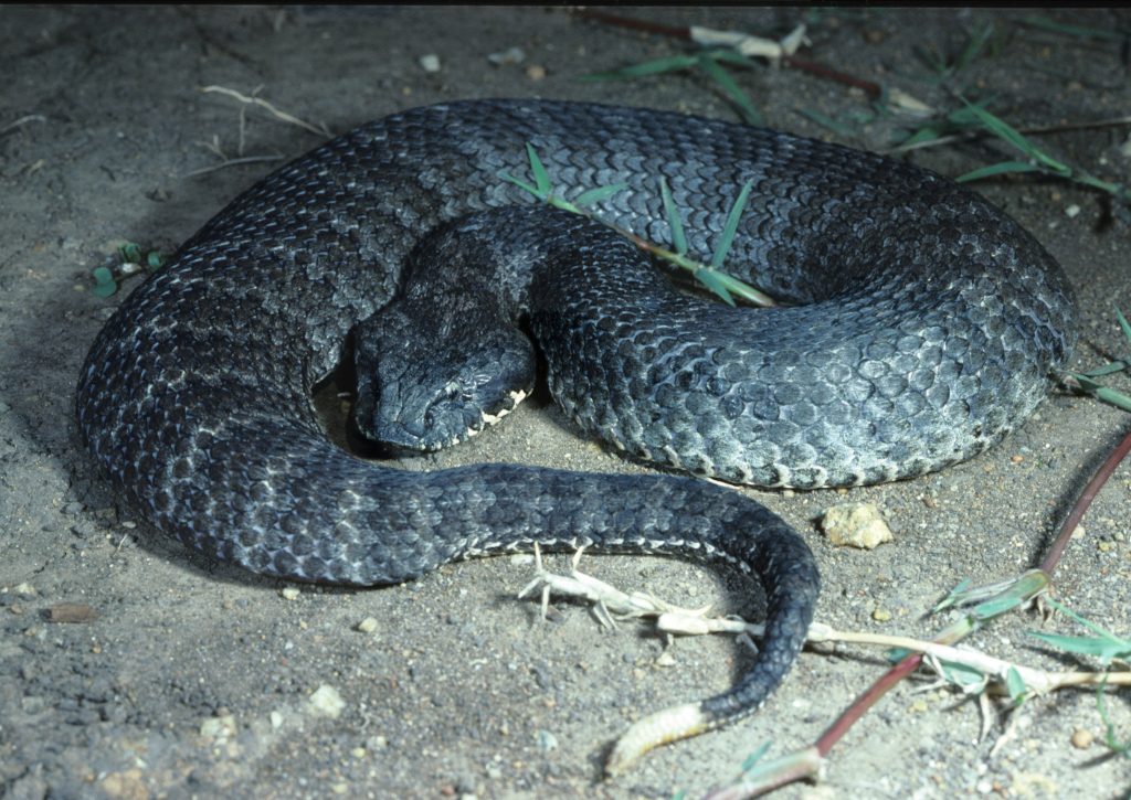 “Death-Adder-1024x725”