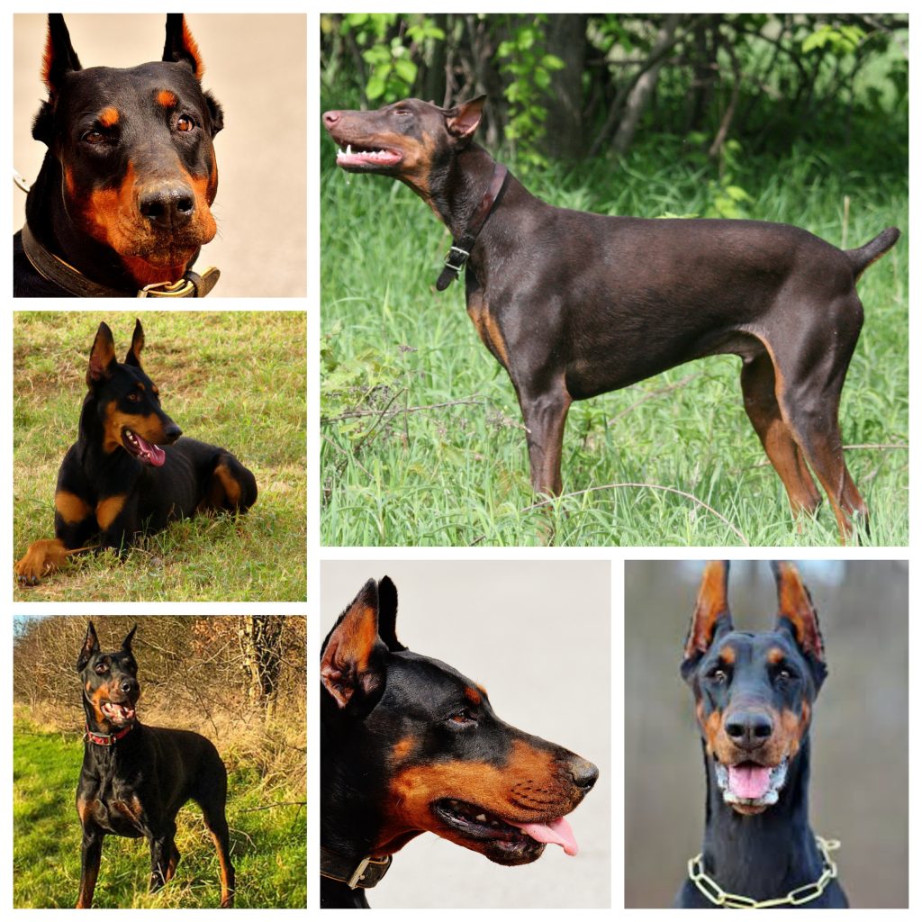 “Doberman-Pinscher-1024x1024”
