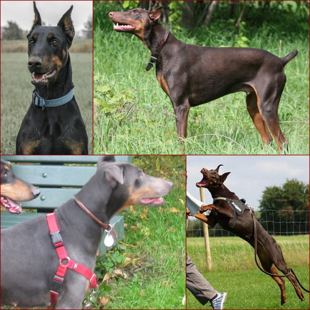 “Doberman-Pinschers-1024x1024”